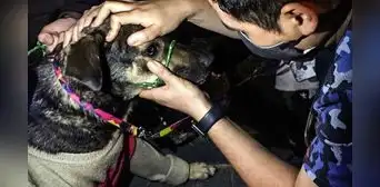 ¿Cómo afectan las bombas lacrimógenas a los animales en las calles? Así puedes ayudarlos