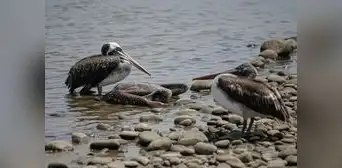 Murieron 22.000 aves silvestres de la costa por la gripe aviar Murieron 22.000 aves silvestres de la costa por la gripe aviar