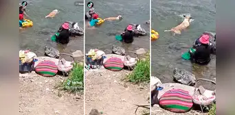 Perrito aprovecha que su dueña lava ropa en la orilla para darse un chapuzón en el río Perrito aprovecha que su dueña lava ropa en la orilla para darse un chapuzón en el río