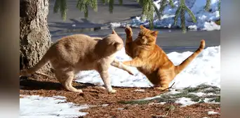 ¿Cómo saber si mis gatos están jugando o peleando? ¿Cómo saber si mis gatos están jugando o peleando?