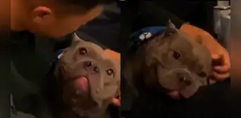 Tierno pitbull demuestra su felicidad al compartir momentos con su dueño: "Eso es amor" Tierno pitbull demuestra su felicidad al compartir momentos con su dueño: "Eso es amor"