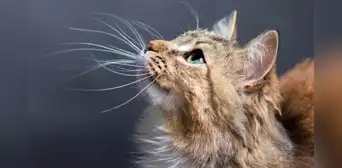 ¿Por qué nunca debes cortar los bigotes de tu gato? Conoce la verdadera razón ¿Por qué nunca debes cortar los bigotes de tu gato? Conoce la verdadera razón