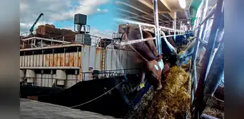 Incautan 4,5 toneladas de cocaína ocultas en barco que transportaba 1.750 vacas desde Colombia Incautan 4,5 toneladas de cocaína ocultas en barco que transportaba 1.750 vacas desde Colombia