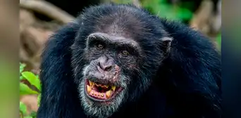 Frodo, el chimpancé que raptó a una niña de un año, la asesinó y se la comió Frodo, el chimpancé que raptó a una niña de un año, la asesinó y se la comió