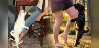 ¿Por qué mi perro se monta en mi pierna? No siempre es por motivos sexuales ¿Por qué mi perro se monta en mi pierna? No siempre es por motivos sexuales