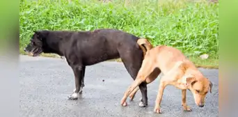 ¿Por qué los perros se quedan 'pegados' cuando se aparean?