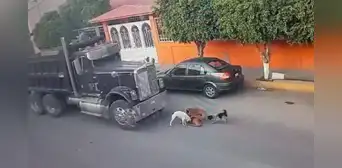 Mandan a juicio a conductor que atropelló y mató a 2 perritos que jugaban en avenida