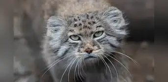 Hallan evidencia de un peculiar felino viviendo en el Monte Everest Hallan evidencia de un peculiar felino viviendo en el Monte Everest