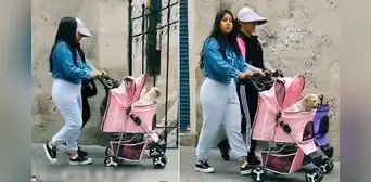 Pasearon a sus perritos en coches y video se hace viral: “Se merecen eso y más” Pasearon a sus perritos en coches y video se hace viral: “Se merecen eso y más”