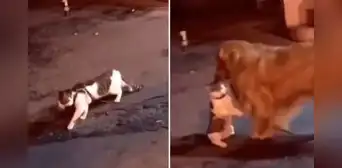 Gato iba a enfrentarse en la calle, pero su amigo canino se lo llevó para evitar la pelea Gato iba a enfrentarse en la calle, pero su amigo canino se lo llevó para evitar la pelea