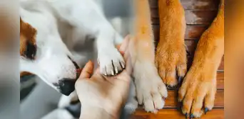 ¿Por qué las patas de tu perro tienen un olor particular y cuándo debes preocuparte?