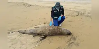 ¿Has visto un lobo marino varado en la playa? Esto debes hacer si encuentras uno