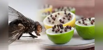 ¿Cómo elimino definitivamente las moscas de mi casa en verano? Con estos trucos es posible ¿Cómo elimino definitivamente las moscas de mi casa en verano? Con estos trucos es posible