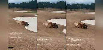Verdadera amistad: perrito ayuda a su amigo en silla de ruedas a salir de un atasco de arena