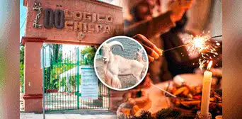 Denuncian a zoológico por sacrificar 4 cabras y comérselas en fiesta de Año Nuevo en México Denuncian a zoológico por sacrificar 4 cabras y comérselas en fiesta de Año Nuevo en México