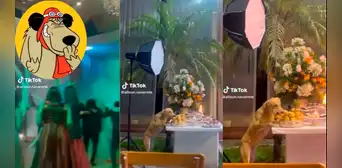 Perrito fue captado llevándose comida de una fiesta mientras todos bailaban