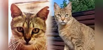¿Por qué algunos gatos callejeros tienen las orejas cortadas?