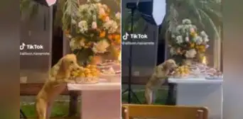 Perrito se ‘roba’ los bocaditos de una fiesta mientras todos están bailando Perrito se ‘roba’ los bocaditos de una fiesta mientras todos están bailando