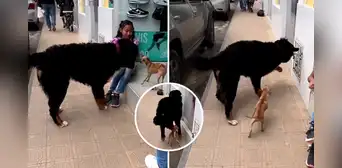 Perrito arremete y hace huir a otro can 10 veces más grande que él: "Chihuahua con corazón de gran danés" Perrito arremete y hace huir a otro can 10 veces más grande que él: "Chihuahua con corazón de gran danés"