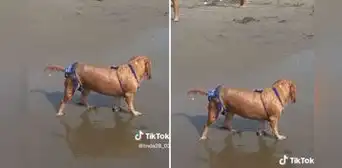 Captan a perrita con bikini en la playa y se roba las miradas: “Qué regia” Captan a perrita con bikini en la playa y se roba las miradas: “Qué regia”