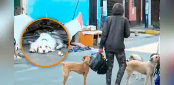Rímac: denuncian a recicladora que tomó vereda para vivir con sus 16 perritos