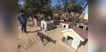 Lambayeque: ¿sabías que existe un cementerio de perros peruanos sin pelo? Lambayeque: ¿sabías que existe un cementerio de perros peruanos sin pelo?