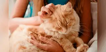 Joven de 17 años es salvada por su gato tras sufrir convulsiones por epilepsia Joven de 17 años es salvada por su gato tras sufrir convulsiones por epilepsia