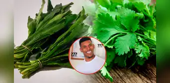 ¿En qué se diferencian el cilantro y el culantro, y cuál es la que suele ser confundida con el perejil?