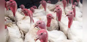 Lambayeque: 360 aves domésticas fueron sacrificadas por la gripe aviar Lambayeque: 360 aves domésticas fueron sacrificadas por la gripe aviar