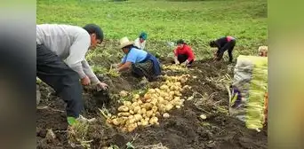 Proyectan que cosecha agraria caerá 23% en el primer semestre del 2023