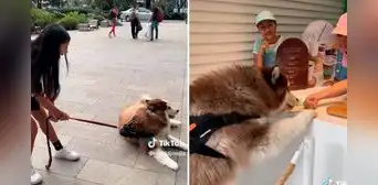 Perrito hace ‘berrinche’ en la calle y se rehúsa a avanzar si su dueña no le compra un helado