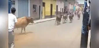 Rímac: hombre es herido al recibir una cornada de toro en plena vía pública