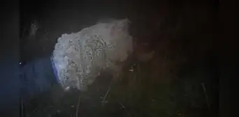 Disfrazado de oveja, reo intentó engañar a los guardias para escapar de la cárcel