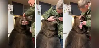 Oso sorprende al dejarse lavar los dientes por su dueño y escena se hace viral Oso sorprende al dejarse lavar los dientes por su dueño y escena se hace viral