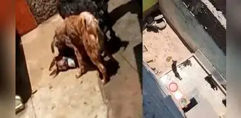 Santa Anita: rescatan a perros que eran recogidos de la calle para ser atacados