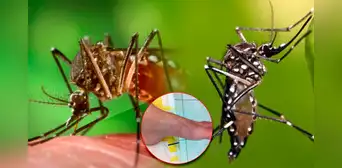 ¿Cómo se transmite la chikungunya y cuáles son los signos de alarma, según la OMS? ¿Cómo se transmite la chikungunya y cuáles son los signos de alarma, según la OMS?