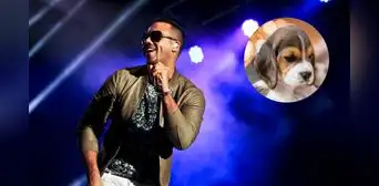 Refugio animal ofrece entradas para concierto de Romeo Santos por comida Refugio animal ofrece entradas para concierto de Romeo Santos por comida