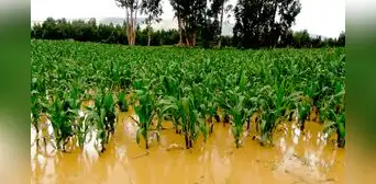 Agricultores recibirán hasta S/800 por cada hectárea afectada por los huaicos