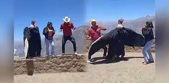 ‘Cóndor humano del Colca’ baila al ritmo de Calm Down y se hace viral en TikTok