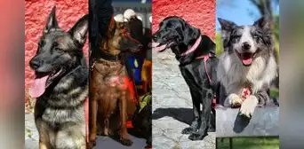 Conoce al valeroso equipo de perritos rescatistas que ayudarán tras terremoto en Turquía