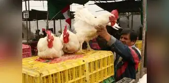 Cae en 30% la producción de carne de pollo y huevos Cae en 30% la producción de carne de pollo y huevos