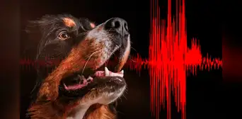 El aterrador ‘sonido’ de la tierra que los animales pueden sentir antes de un sismo El aterrador ‘sonido’ de la tierra que los animales pueden sentir antes de un sismo