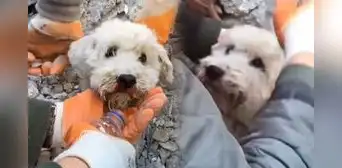 En medio de la tragedia, perrito es rescatado entre los escombros tras terremoto en Turquía En medio de la tragedia, perrito es rescatado entre los escombros tras terremoto en Turquía