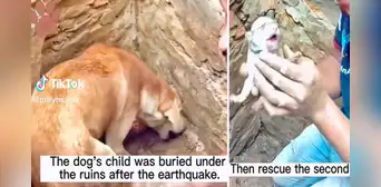 Terremoto en Turquía: perrita 'pide' a rescatistas que la ayuden a salvar a sus cachorros atrapados Terremoto en Turquía: perrita 'pide' a rescatistas que la ayuden a salvar a sus cachorros atrapados