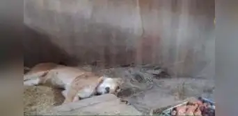 Reportan muerte de leona del zoológico de Huancayo por gripe aviar