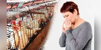 Junín: Minsa tiene en observación a 2 niños ante posible contagio de gripe aviar Junín: Minsa tiene en observación a 2 niños ante posible contagio de gripe aviar