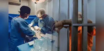 Proponen que los presos puedan reducir sus penas a cambio de donar sus órganos en EE. UU.