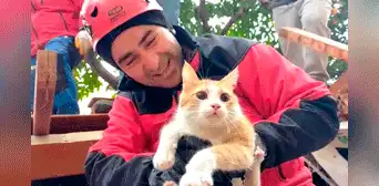 Gato es rescatado debajo de los escombros tras el fuerte terremoto en Turquía Gato es rescatado debajo de los escombros tras el fuerte terremoto en Turquía