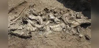 Herramientas de hace 3 millones de años no fueron hechas por humanos, sugiere estudio Herramientas de hace 3 millones de años no fueron hechas por humanos, sugiere estudio