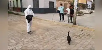 Retiran a ave marina que se encontró deambulando por el centro de la ciudad de Chiclayo Retiran a ave marina que se encontró deambulando por el centro de la ciudad de Chiclayo